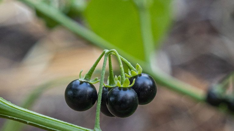 Is Nastergal Poisonous? The Ripe-vs-Unripe Rule