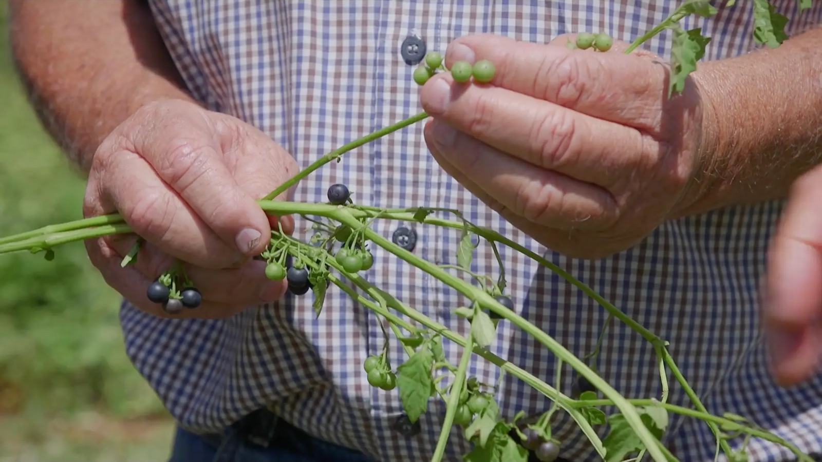 A nastergal branch in hand at Bloukop Farm, showing green unripe berries alongside the ripe purple-black ones that go into the konfyt
